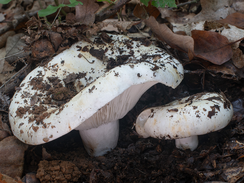 Russula delica